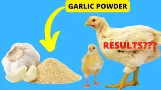 I TRIED GARLIC POWDER TO BOOST BROILERS GROWTH; HERE ARE THE RESULTS...
