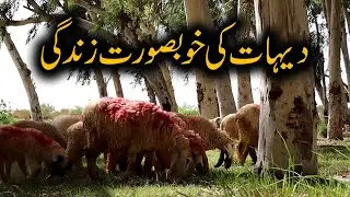 Layyah Vlog video | Layyah Tehsil karor Video | Saraiki Vlog Video | Beautiful  Village of Layyah