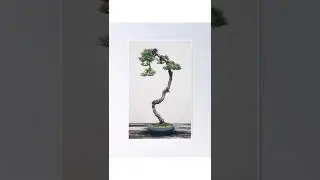 literati style bonsai 🌿#shorts #bonsai #garden