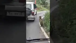 Bengaluru Safari Shocker: Leopard Injures Teen at Bannerghatta National Park