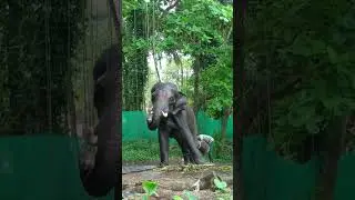 ☺️☺️☺️- #elephant #eforelephant -🌹🌹🌹
