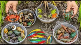 Collecting Colorful Rice Field Creatures! | POV Catching Fish, Turtles, Frogs, Crabs & Shrimp in Mud