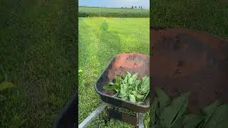 The third cutting of comfrey!!! #gardening #comfrey