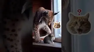 Две стороны одной медали  #cat #юмор #шуточное #animals #cute