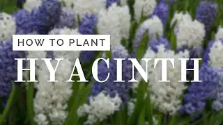 Hyacinth Planting Tutorial