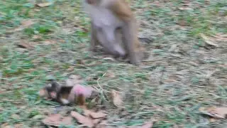 Lily screaming run out allow mom Libby so fast ....Why mom Libby does like this? |