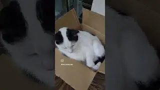 When Kittenu is in liquid form  #cutecat #funnycats #cats