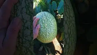 Conocías la Alcayota ?? Es una exquisita fruta del Centro Sur de Chile !! 🍈🇨🇱
