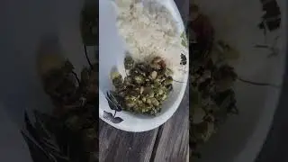 fried ochro w shrimp #guyanese #guyana #ochre #okra #okrarecipes #shrimp #shrimprecipe #food #yummy