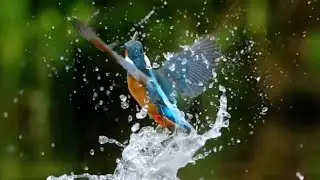 Amazing 