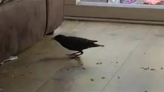 Semi tame, wild birds in the house.