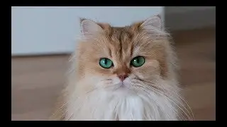 LAZY CATURDAY - Cat Vlog #1 - Smoothie & Milkshake