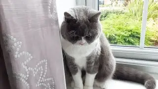 Where's the window? Cat trying to find the window.