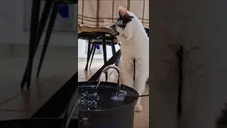CATS FUNNY CUTE VIDEOS 🐾 0111 #video #cat #funny #cute #kitten