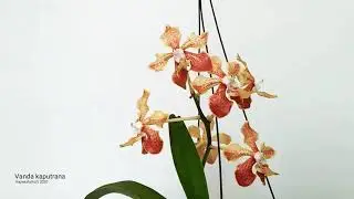 MyOrchid - Vanda&nbsp;Kaputrana (Vanda&nbsp;furva&nbsp;&times;&nbsp;Vanda&nbsp;lamellata)