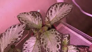 Эписция Silvans Beauty