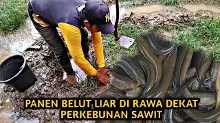PANEN BELUT LIAR DI RAWA MANG BORDIN#bocilngotektak #ngukuy#belut 