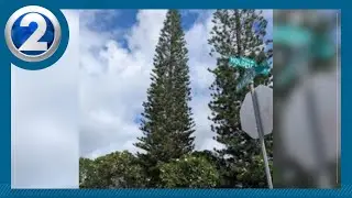 City crews to harvest 55-foot tree for Honolulu City Lights
