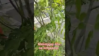 Malunggay dito Singapore! #highlights #everyone #subscribers #Simplelife88tv #simplelife