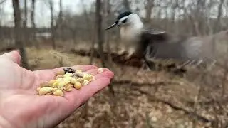 Hand-feeding Birds in Slow Mo - Tufted Titmice, White-breasted Nuthatch, Black-capped Chickadee