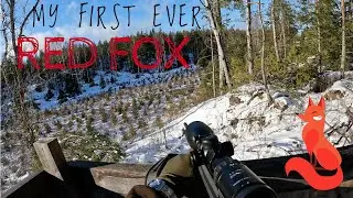 HUNTING RED FOX IN THE WINTER
