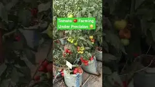 Брат 😳Урожайность зависит от производительности, а не от размера фермы. Небольшая, хорошо управля...
