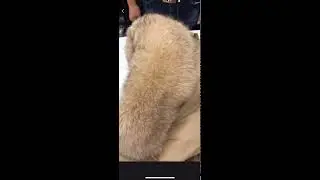 Fox fur parka