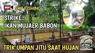 REVIEW PEMANCINGAN KILOAN - TRIK UMPAN JITU MANCING IKAN BABON SAAT HUJAN DI KOLAM PEMANCINGAN