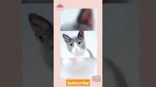 Cute Cat's | Baby Cat's | Funny Cat's | Lovely Cat's | Photo Compilation 1 | MMH