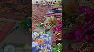 Team Cameroon LUCKY PLANT FOR Winning Prediction FIFA WORLD CUP Qatar 2022