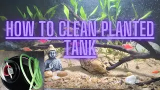 How to clean planted Aquarium (Anjali Aquarium 9831357394)