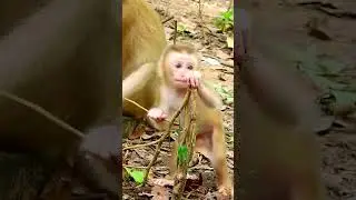 #monkey #monkeysabe #newbornbaby #animals #sovana #babyanimals #babymonkeys #sovannamonkey