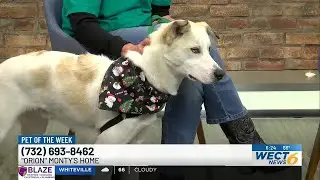 Pet of the Week: Orion from Monty&rsquo;s Home