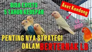 BISA EXISTS SAMPAI 5 TAHUN KEDEPAN,BEGINI STRATEGI DALAM BERTERNAK LB,TONTON SAMPAI HABIS