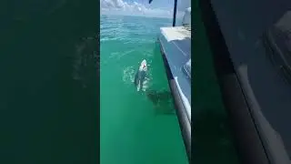 Акула съедена гигантским групером 👀😳😳