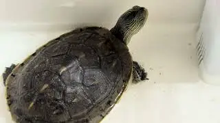 Schildkr&ouml;te/ turtle/ la tortuga/ kilpikonna/ Sk&ouml;ldpadda/ la tartaruga/ Черепаха/ une tortue