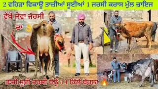ਸੋਨੂੰ ਕੋਲ 2 ਵਹਿੜਾ ਤਾਜ਼ੀਆਂ ਸੂਈਆਂ ਵਿਕਾਊ ਜਰਸੀ ਥੱਲ੍ਹੇ 14 ਕਿੱਲੋ ਦੁੱਧ ਤਿਆਰ  ਪਿੰਡ ਲੋਹਕਾ (ਤਰਨਤਾਰਨ) 