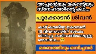 അപ്പന്റെയും മകന്റെയും സ്നേഹത്തിന്റെ കഥ | Pookkodan Shivan Story | പൂക്കോടൻ ശിവൻ | Kerala Elephant