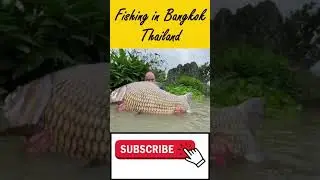 Carp fishing species test. fishing in Thailand Bangkok.