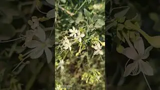 Clerodendrum phlomidis