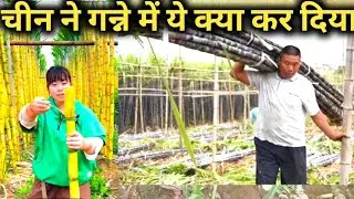 चीन ने गन्ने के साथ ऐसा क्या किया, जिससे हो गई दुनिया हैरान