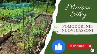 Cassoni Nuovi: metto a dimora i Pomodori