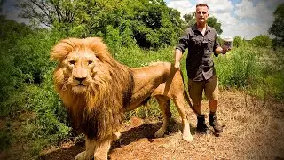LION, LEOPARD and HYENA have Emotional REUNION with Human | The Lion Whisperer