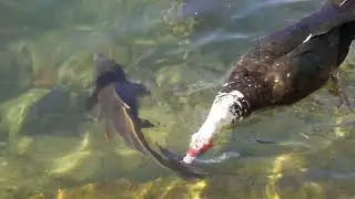 Feeding Massive Carp at Lake Anna | Peaceful Spanish Autumn!
