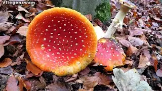 Paddestoelen In het waterloopbos***Mushrooms In the watercourse forest