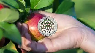 Wattkast Äppel / Wattkast Omenat / Wattkast Apple 🍎 | Promotional video.