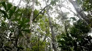 Indris singing in Madagascar
