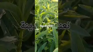 نعناع المدينة organic herba #ytshorts #garden #gardening #fruit #نباتي #farming #nature #plants