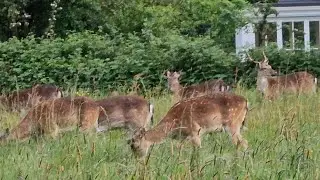 Wildanimals  , wildlife English countryside #roedeer #sikadeer  