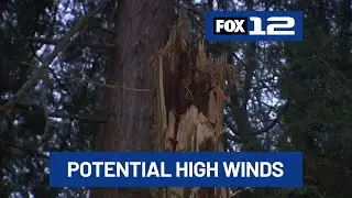 Portland-area arborist concerned for possible windstorm
